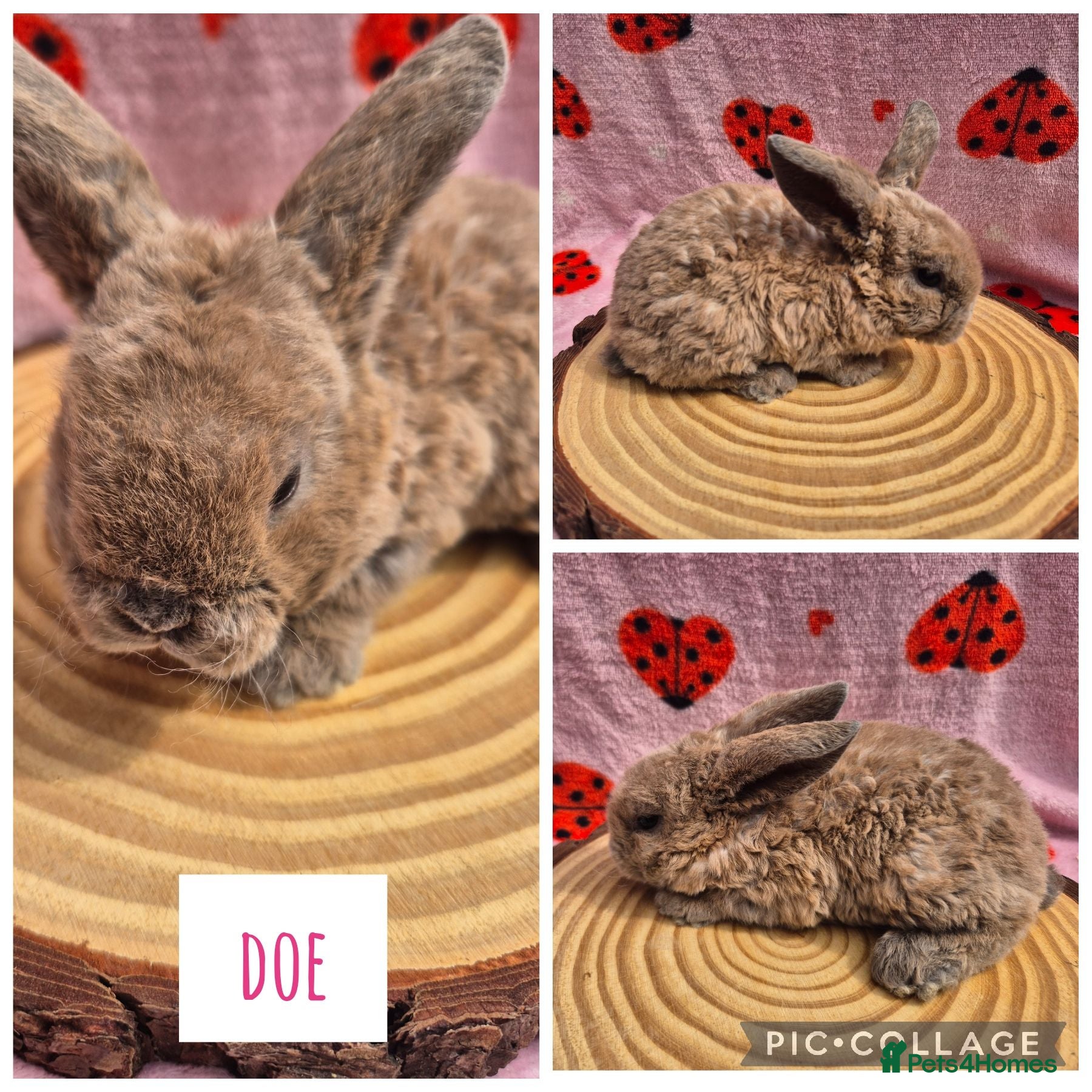 Mini Lop rabbits 🐇 READY TO RESERVE ❤️ 💙  - Advert 1