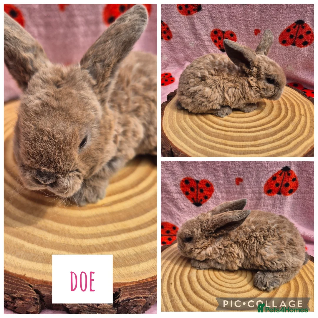 Mini Lop rabbits for sale: 🐇 READY TO RESERVE ❤️ 💙  - Advert 1