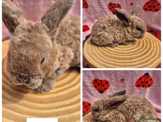 Mini Lop rabbits 🐇 READY TO RESERVE ❤️ 💙 - Advert 2