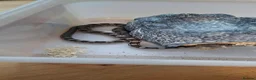 Corn Snake reptiles for sale: Baby Anery Cornsnake + Full setup - Advert 4