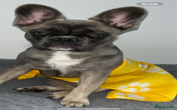 French Bulldog dogs for sale: French bulldog  - Image 18