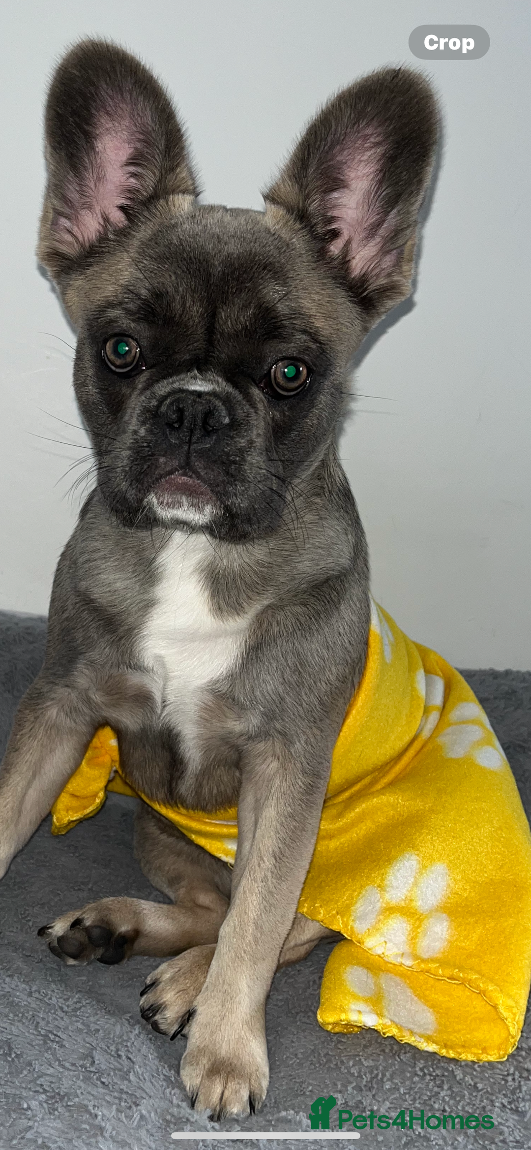 French Bulldog dogs for sale: French bulldog  - Image 18