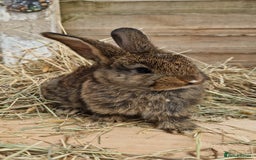 Mixed Breed rabbits for sale: Beautiful bouncy buns x  - Image 6