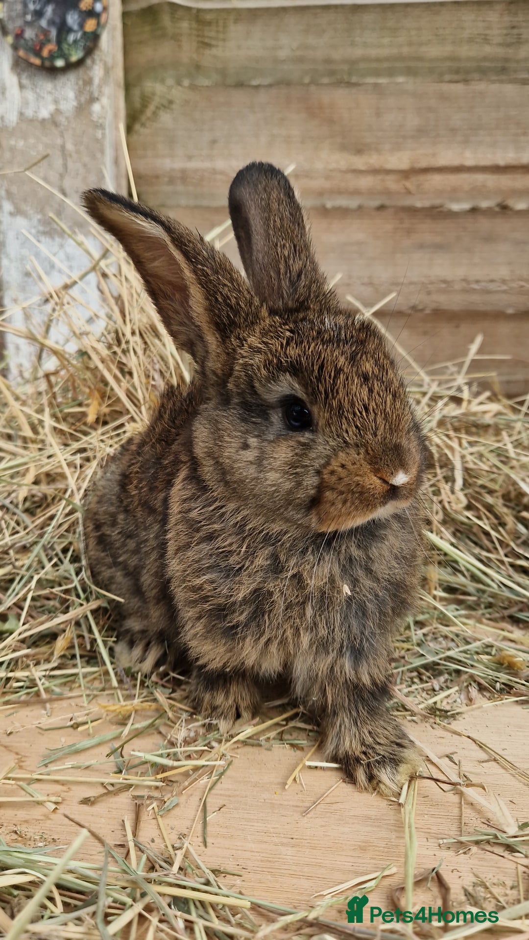 Mixed Breed rabbits for sale: Beautiful bouncy buns x  - Image 6
