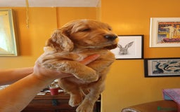 Cockapoo dogs for sale: Beautiful Cockapoo Pups  - Image 8