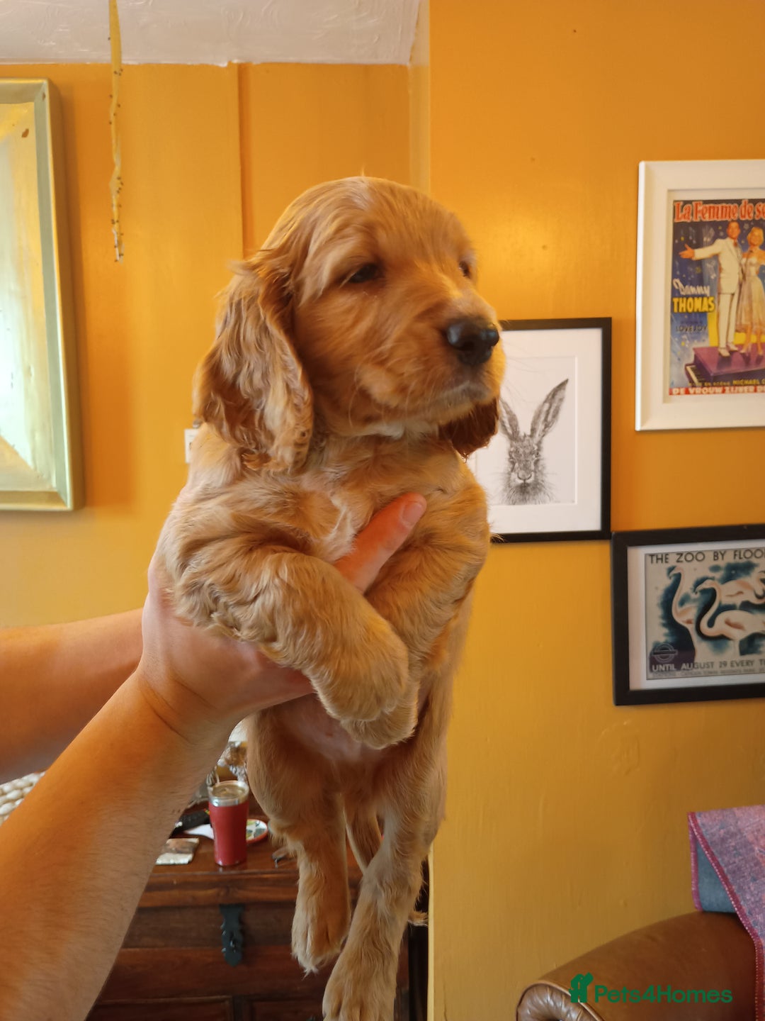 Cockapoo dogs for sale: Beautiful Cockapoo Pups  - Image 8