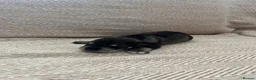 Miniature Schnauzer dogs for sale: KC registered pedigree Miniature Schnauzer pups x4 - Advert 5