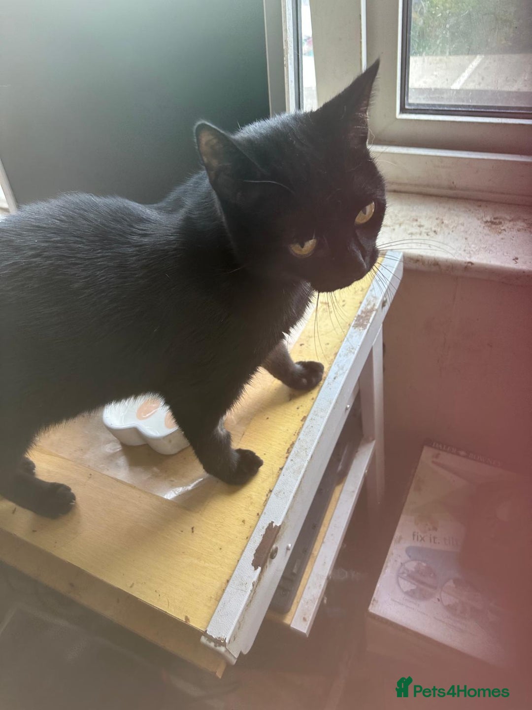 Mixed Breed cats for adoption: Milly the rescue cat needs new home - Image 4