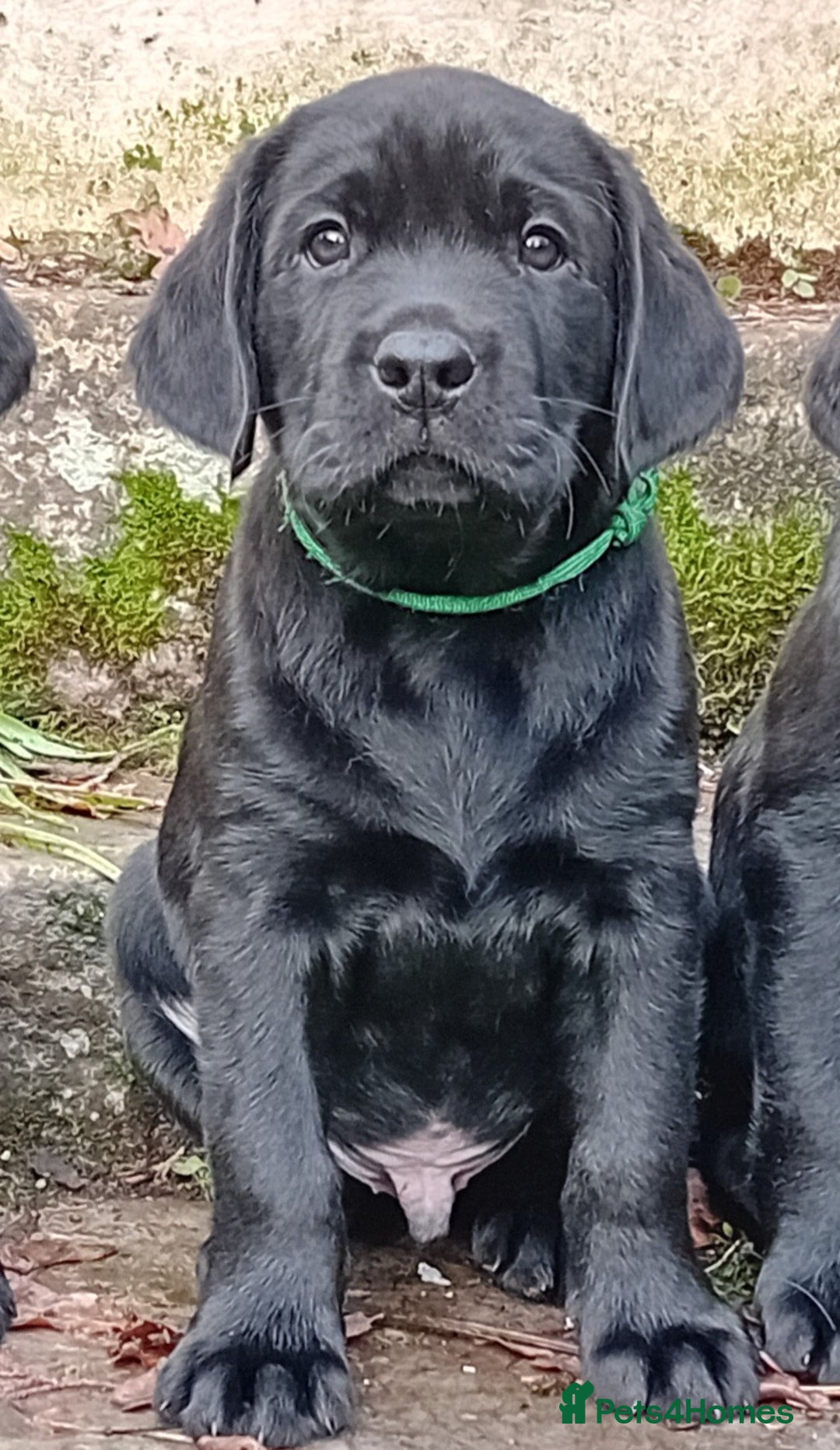Labrador Retriever dogs for sale: Beautiful KC registered black Labrador puppies - Advert 10