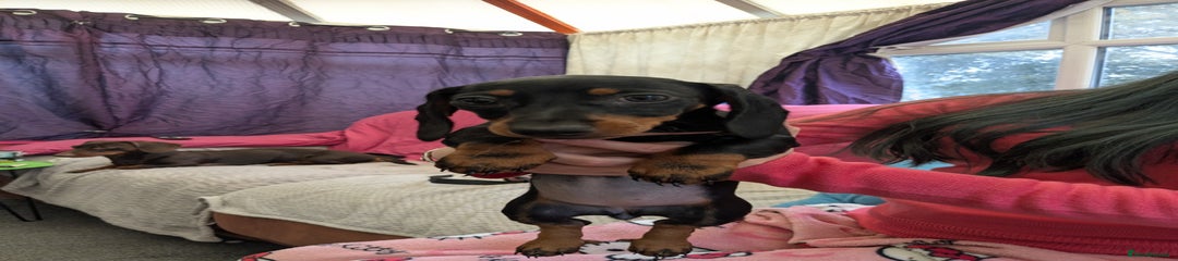 Miniature Dachshund Puppy 2