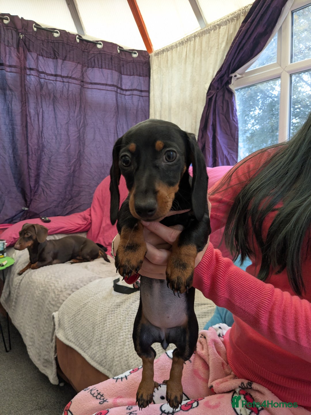 Miniature Dachshund dogs for sale: Miniature dachshund X2 for sale - Image 2