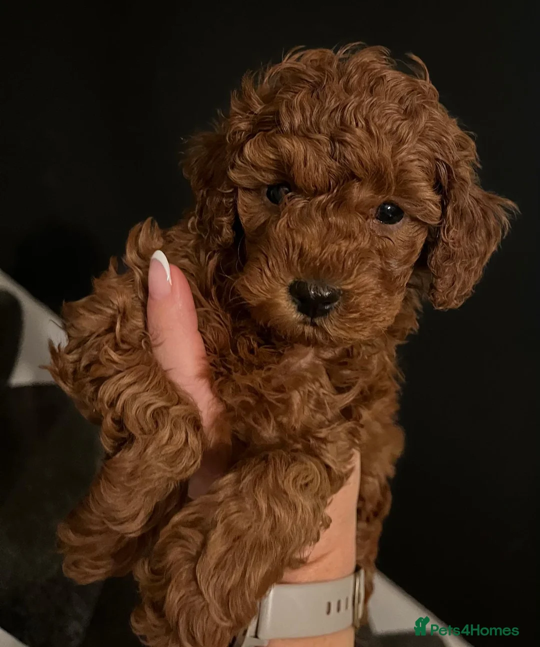 Toy Poodle dogs for sale: KC Registered Toy Poodle Puppies Available - Advert 6