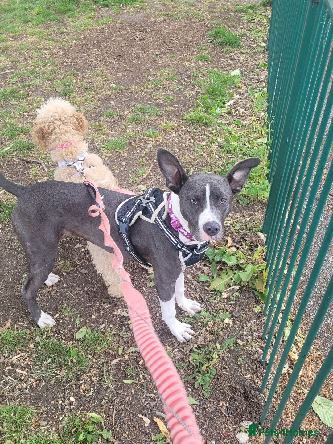 Mixed Breed dogs for sale: Beautiful dog - Image 3