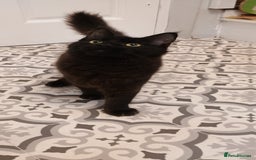Maine Coon cats for sale: Maine coons  - Image 5