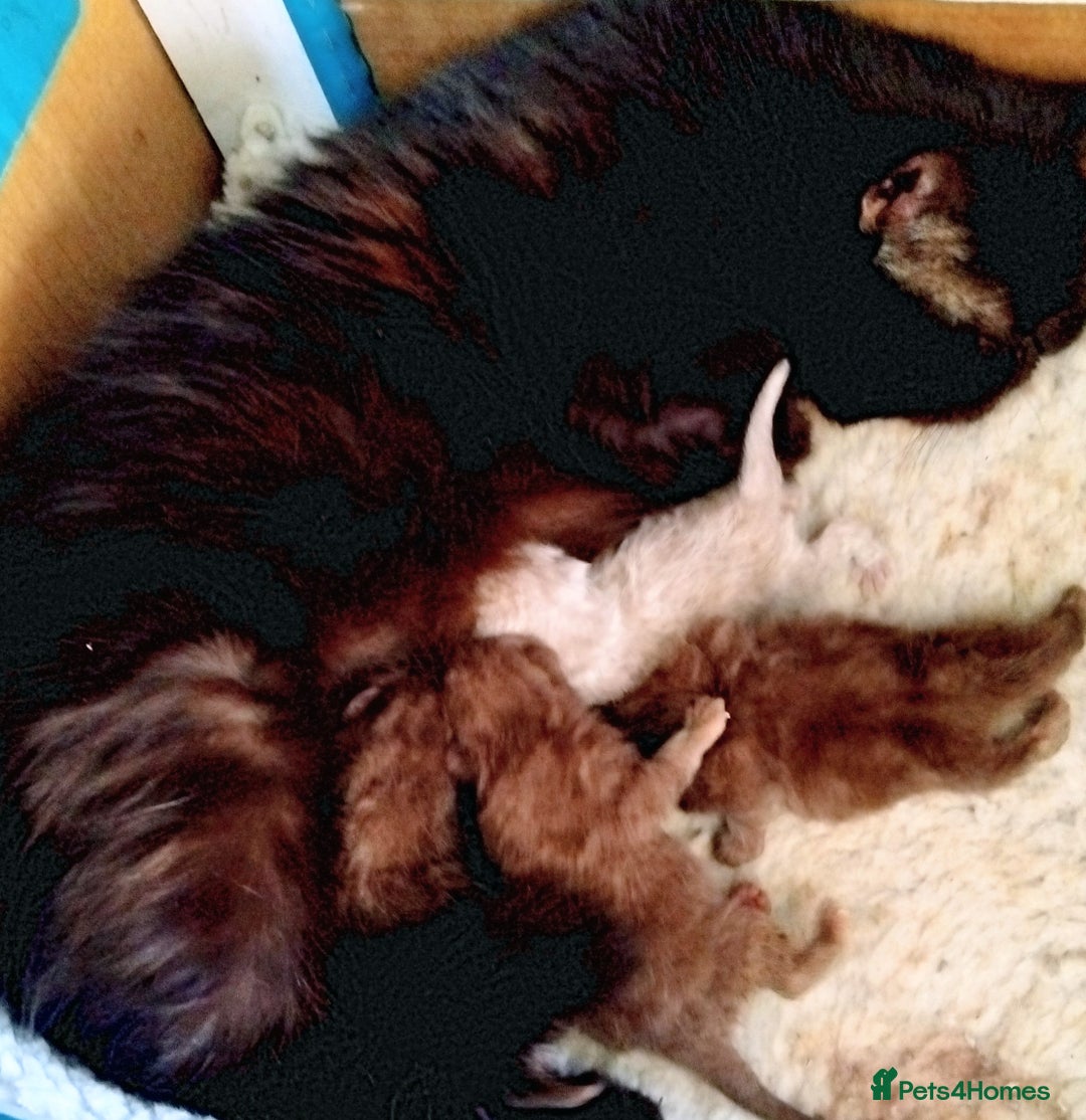 Exotic cats for sale: GCCF Registered Exotic Kittens  - Image 5