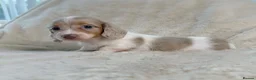 Miniature Dachshund dogs for sale: Kc miniature long haired dachshunds  in Scunthorpe - Advert 6