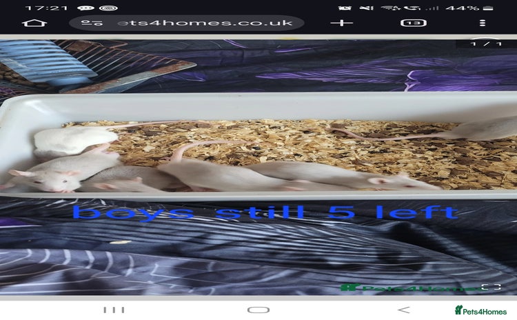 Rat rodents - Advert 7