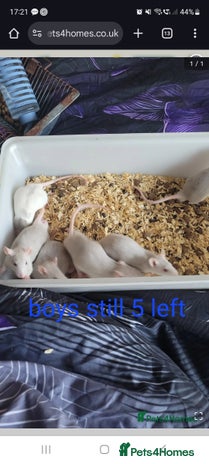 Rat rodents - Advert 7