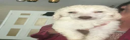 Poodle dogs for sale: Outstanding poodles different colours boys & girls in Liverpool - Advert 6