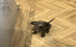 Weimaraner dogs for sale: 🐾 KC Weimaraners, ready now 🐾  - Advert 37