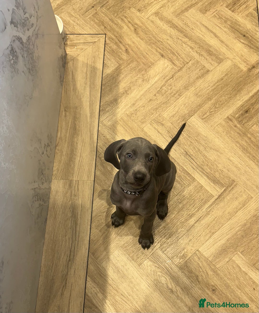 Weimaraner dogs for sale: 🐾 KC Weimaraners, ready now 🐾  - Advert 37