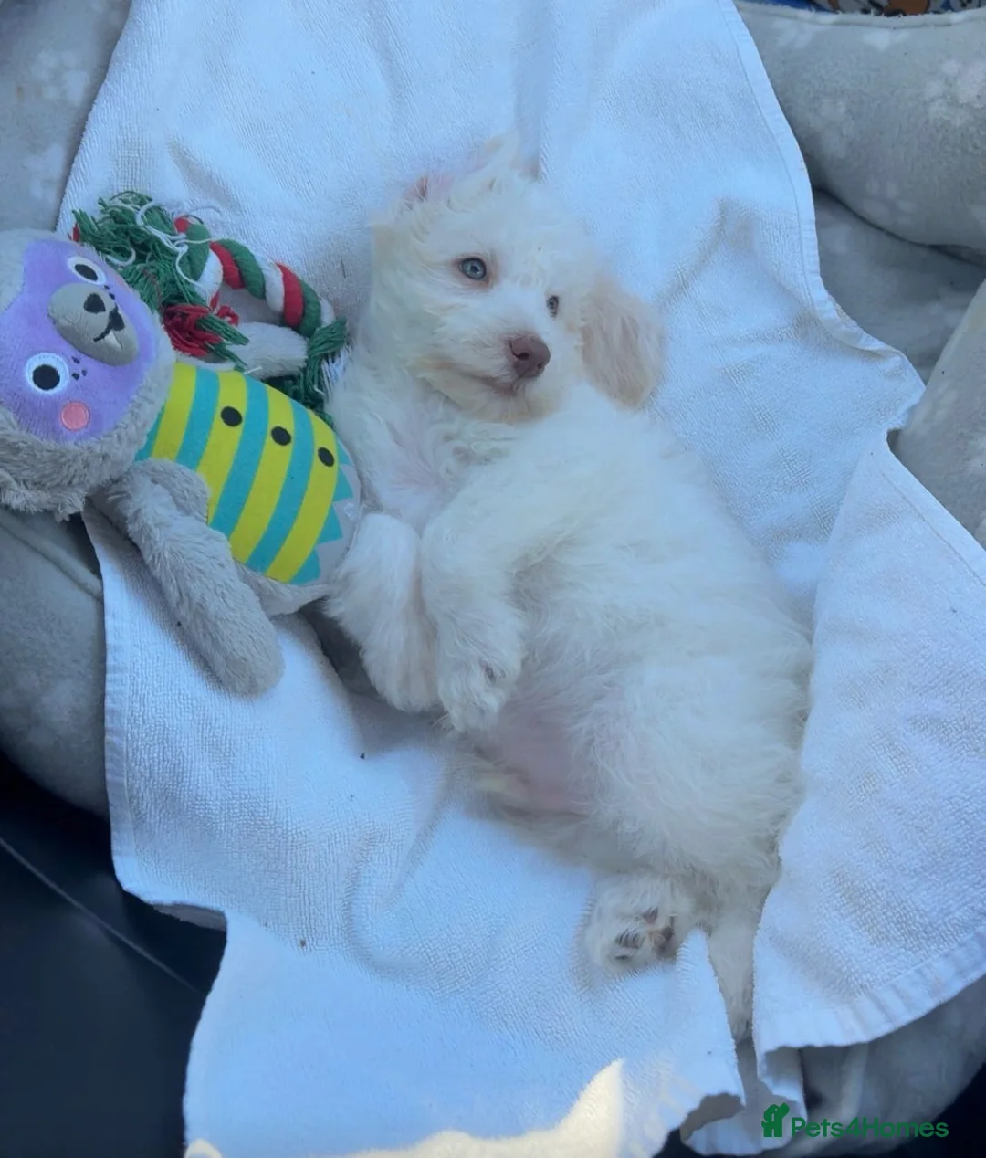 Labradoodle dogs for sale: Male Labradoodle  - Advert 2