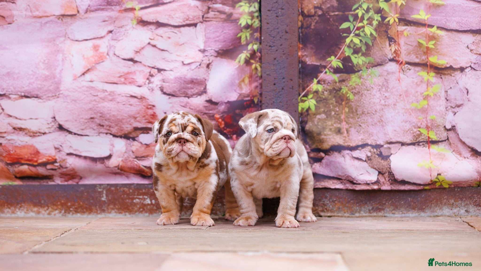 English Bulldog dogs Top Tier English Bulldogs READY NOW!! - Advert 1