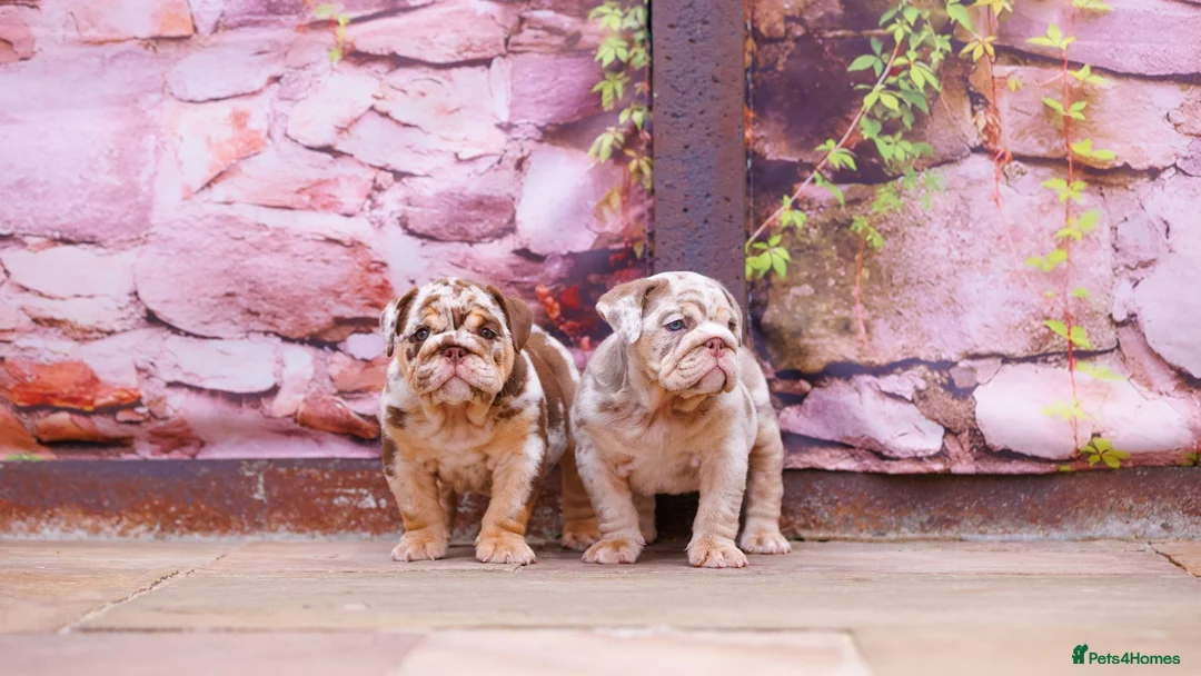 English Bulldog dogs for sale: Top Tier English Bulldogs READY NOW!! - Advert 1
