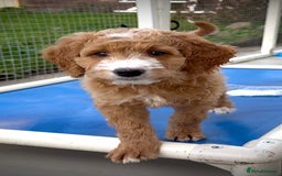 Australian Labradoodle dogs for sale: Australian Golden doodle female , ready to go - Image 6