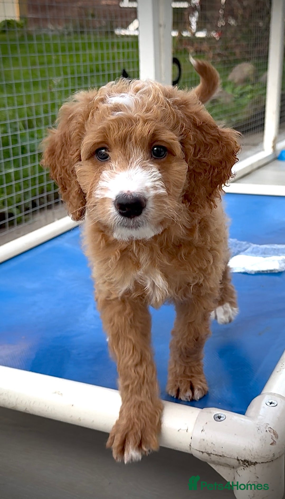 Australian Labradoodle dogs for sale: Australian Golden doodle female , ready to go - Image 6