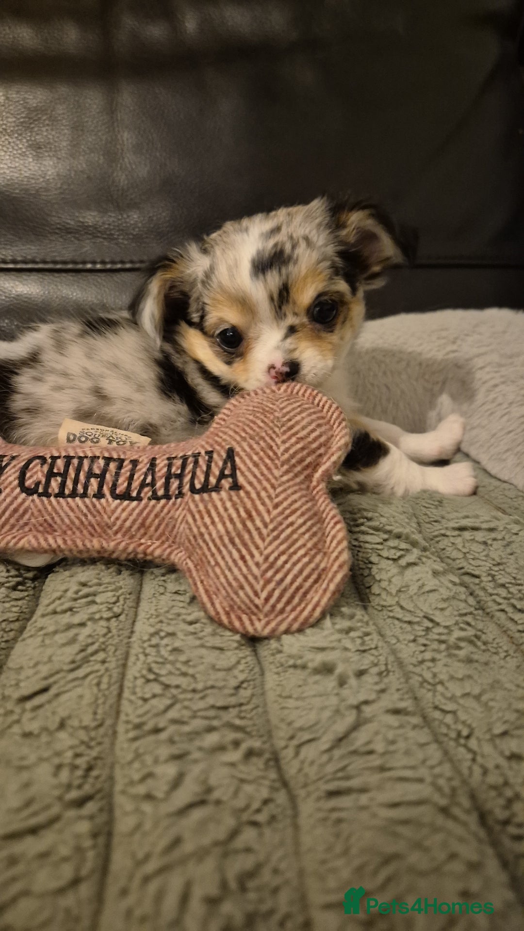Chihuahua dogs for sale: Chihuahua Females - Merle - Image 5