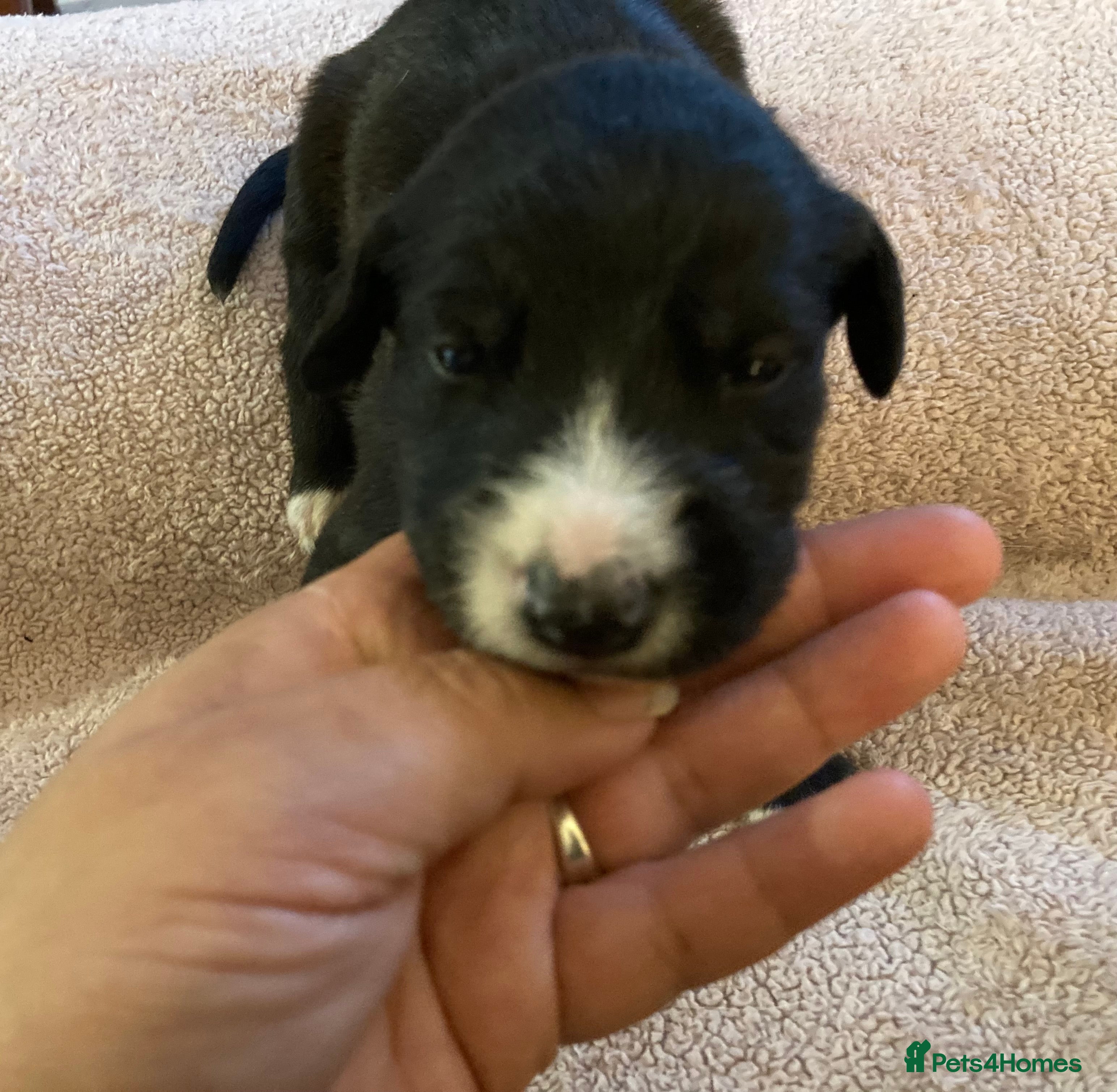 Lurcher dogs Bedlington Whippet x Greyhound Lurcher Puppies - Advert 2