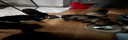 Mixed Breed dogs for sale: Alaska shepherd x  - Advert 21