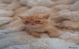 Exotic cats for sale: Beautiful Exotic kittens💫 - Image 10
