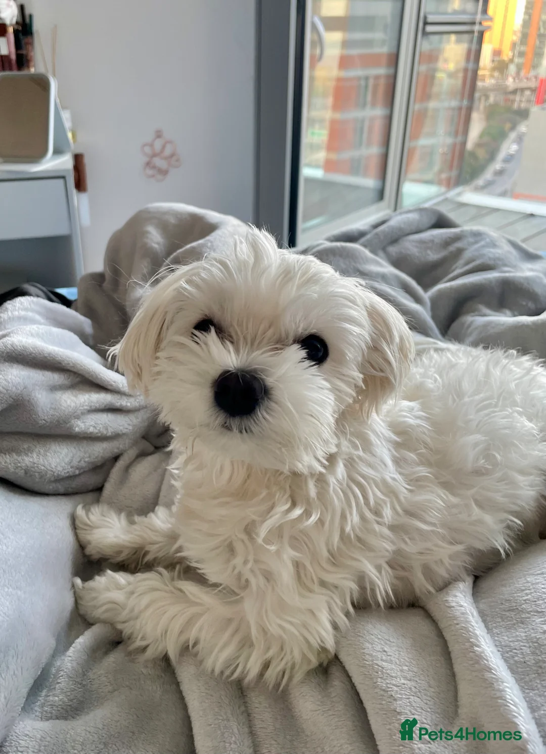 Maltese dogs for stud: Mini Maltese- full white  - Advert 2