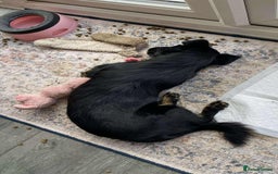 Mixed Breed dogs for adoption: TUX Small body BIG personality - Image 7