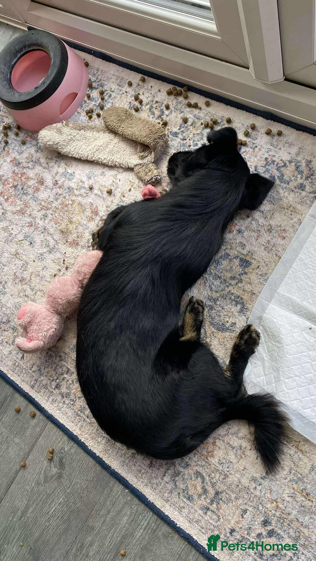 Mixed Breed dogs for adoption: TUX Small body BIG personality - Image 7