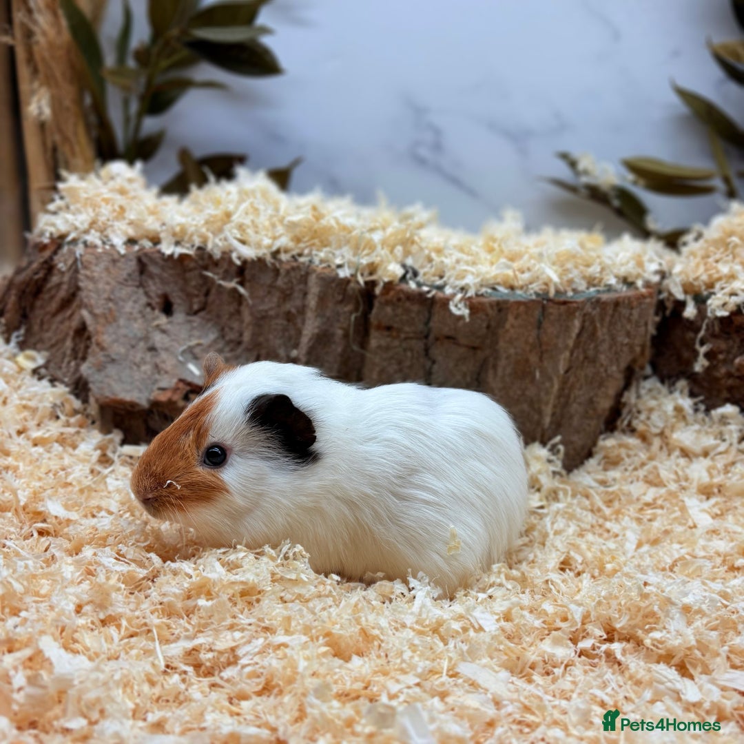 Guinea Pig rodents for sale: Multiple Guinea Pigs Available 💫💕🐹 - Advert 4