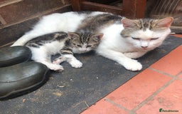 Mixed Breed cats for sale: Rescued feral farm kittens  - Image 4