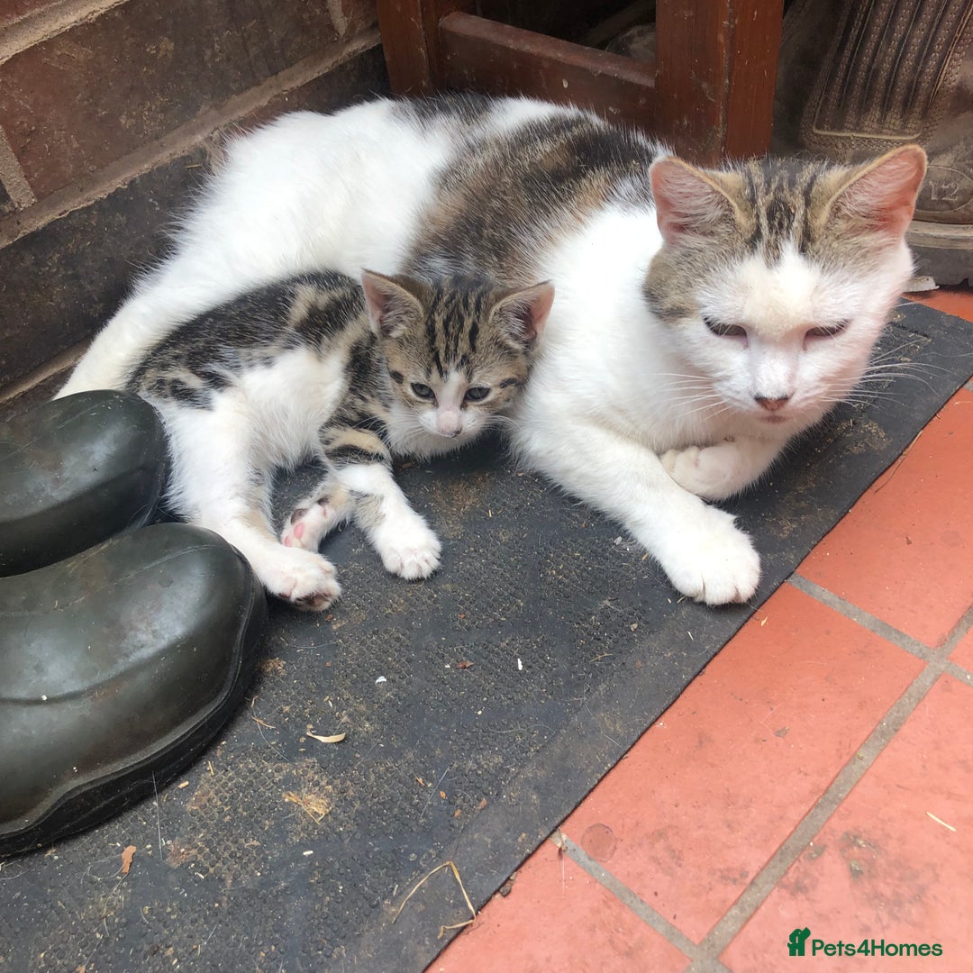 Mixed Breed cats for sale: Rescued feral farm kittens  - Image 4
