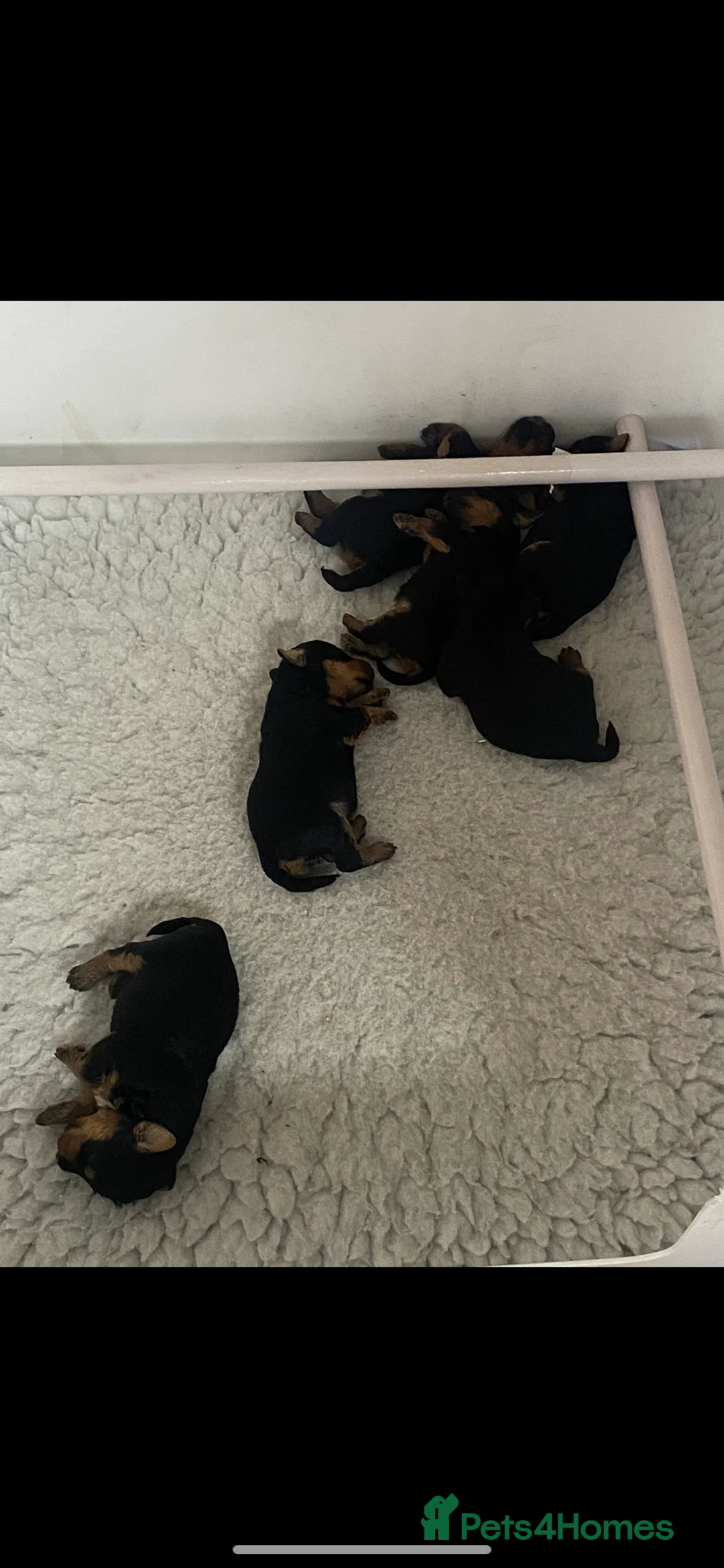 Welsh Terrier dogs for sale: PLL clear, Stunning KC reg Welsh Terrier Puppies - Advert 6