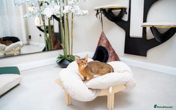 Abyssinian cats for sale: One of the Kind Abyssinian Girl-Champions Pedigree - Image 10