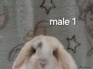 Mini Lop rabbits Male and female mini lopsREADY NOW - Advert 5