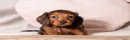 Miniature Dachshund dogs for sale:  Miniature Long-Haired Dachshund Puppies–Red Merle - Advert 10