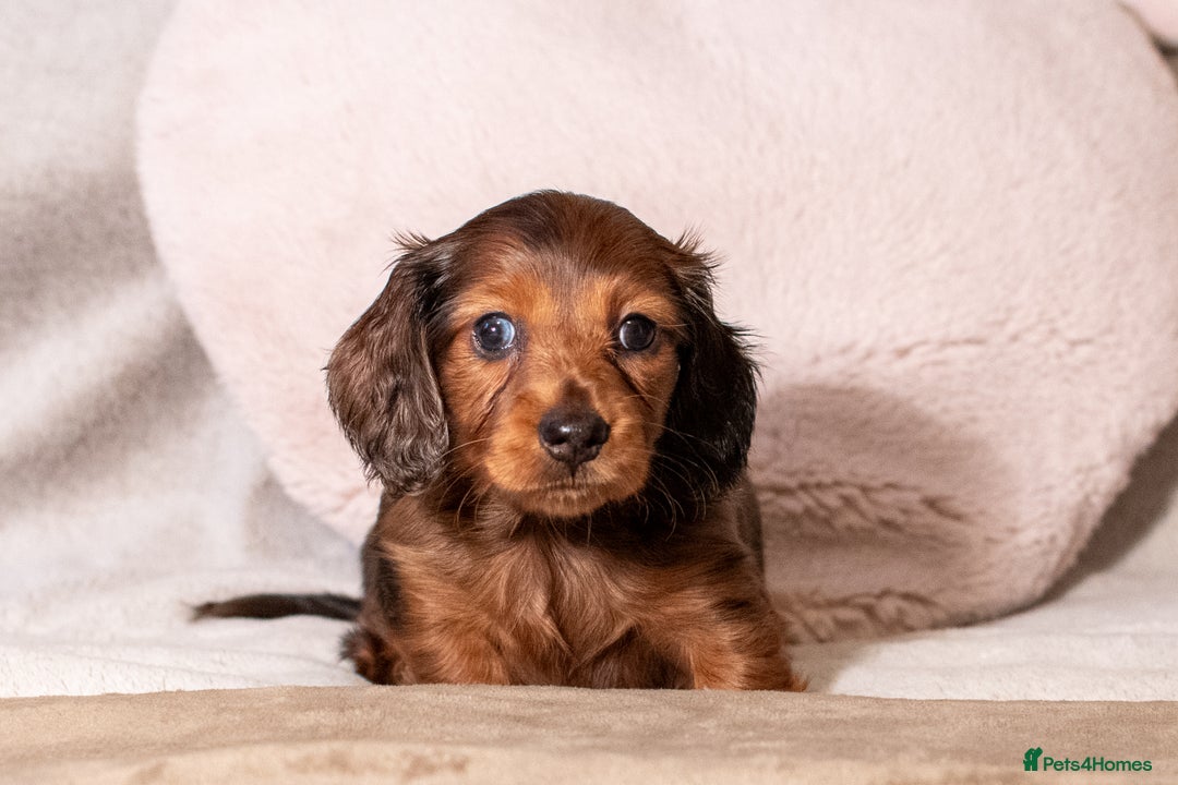 Miniature Dachshund dogs for sale:  Miniature Long-Haired Dachshund Puppies–Red Merle - Advert 10