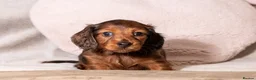 Miniature Dachshund dogs for sale:  Miniature Long-Haired Dachshund Puppies–Red Merle - Advert 25