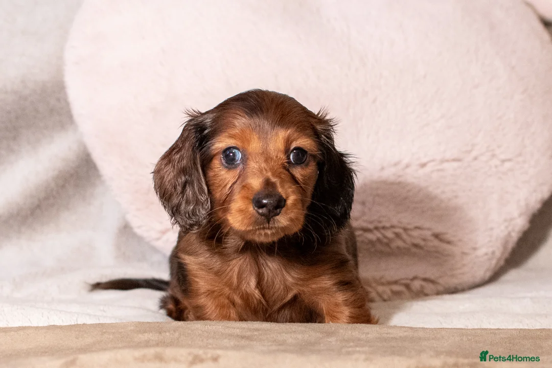 Miniature Dachshund dogs for sale:  Miniature Long-Haired Dachshund Puppies–Red Merle - Advert 25