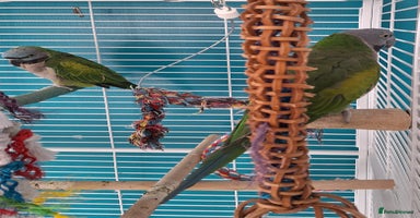 Parakeets birds - Advert 9