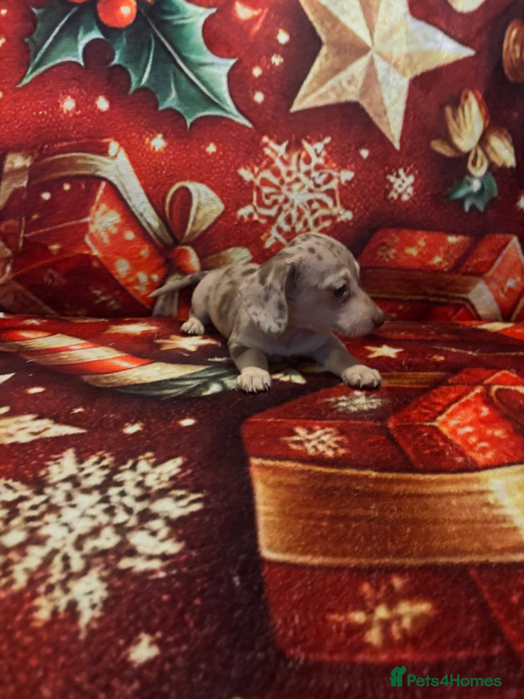 Miniature Dachshund dogs for sale: Miniature Dachshund puppy ,Ready  - Advert 4