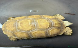Tortoise reptiles for sale: Sulcata Ivory Tortoise  CB 2024 - Image 6